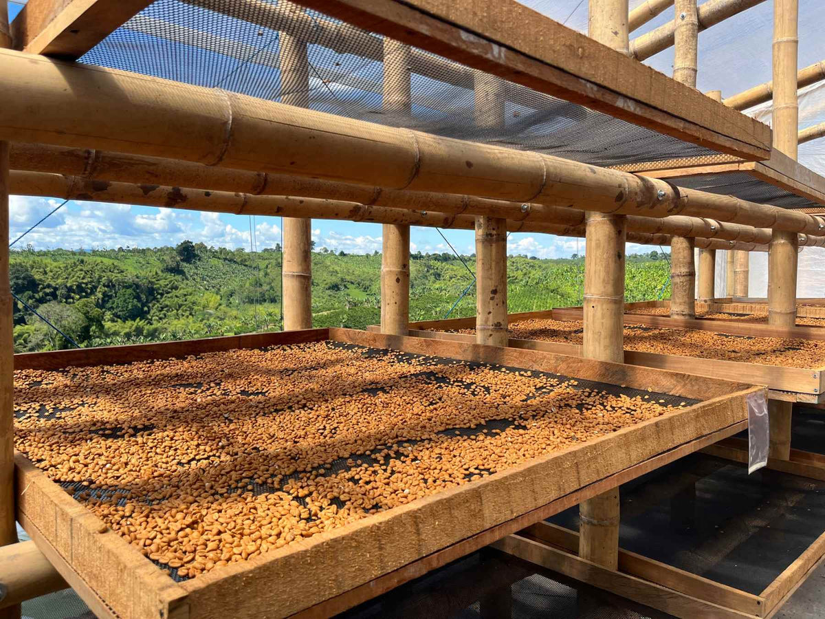 Cafetal del Coffee Tour de Alma Silvestre en el Quindío