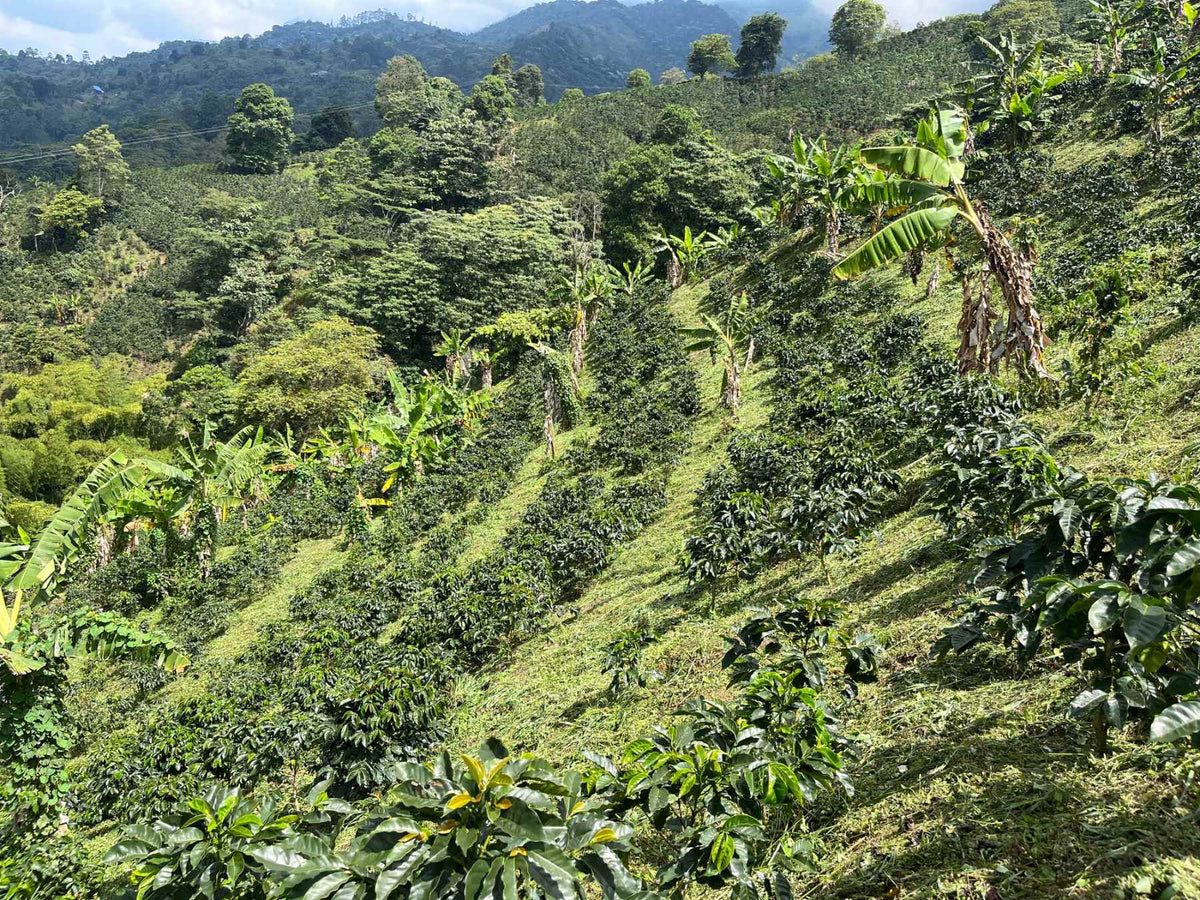 Finca cafetera de Alma Silvestre en Córdoba, Quindío