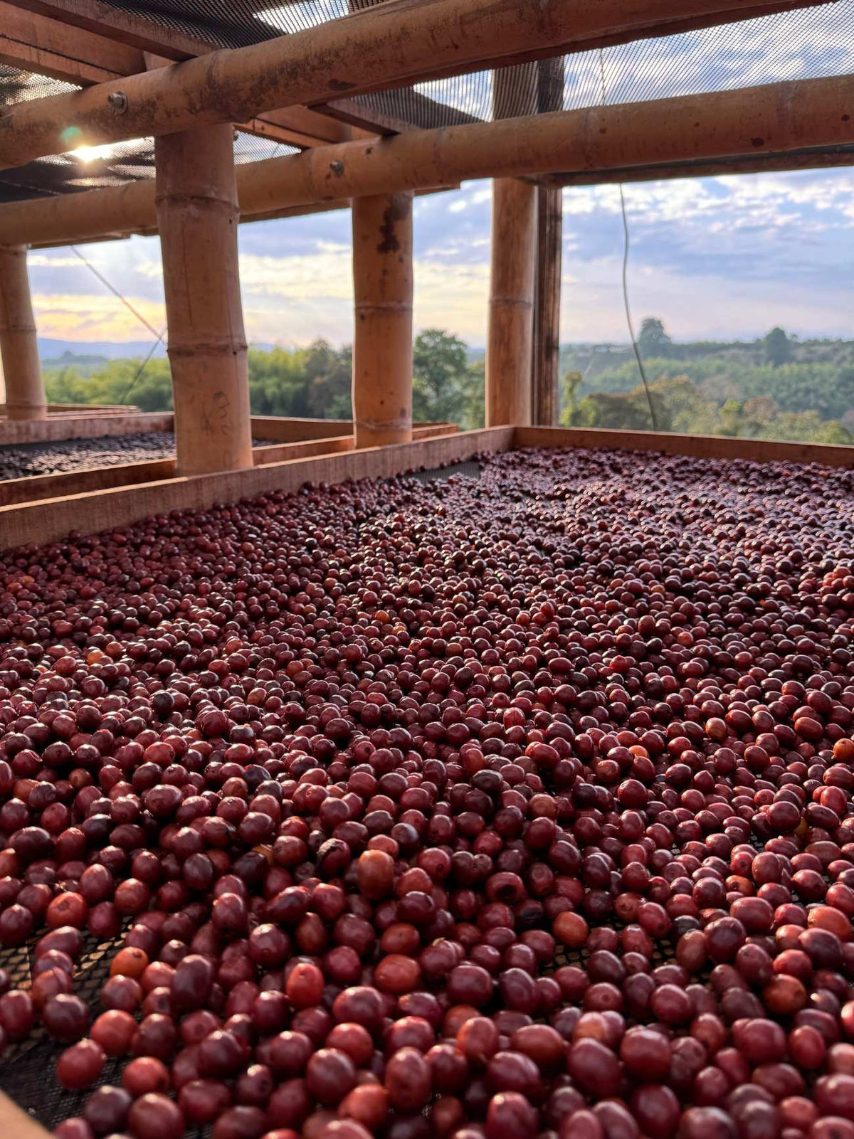 Granos de café de especialidad Alma Silvestre
